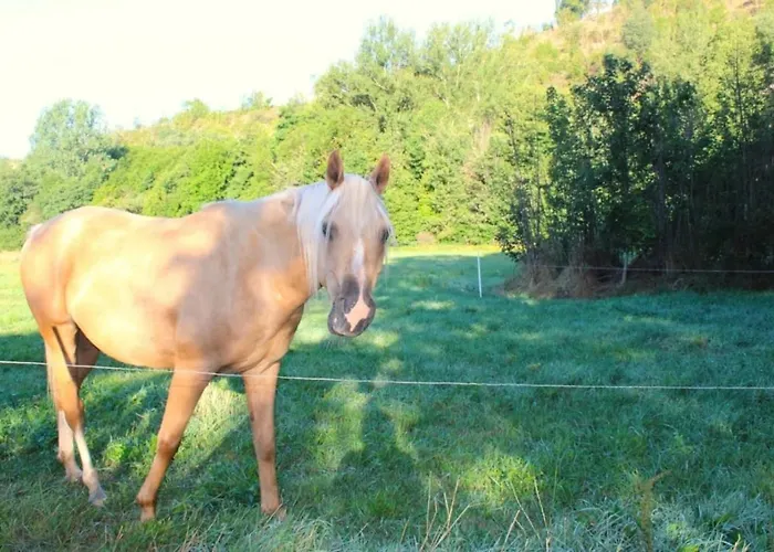 ZEcamping 3 piscine pet friendly locatif clim 26m2 4 pers Campeggio